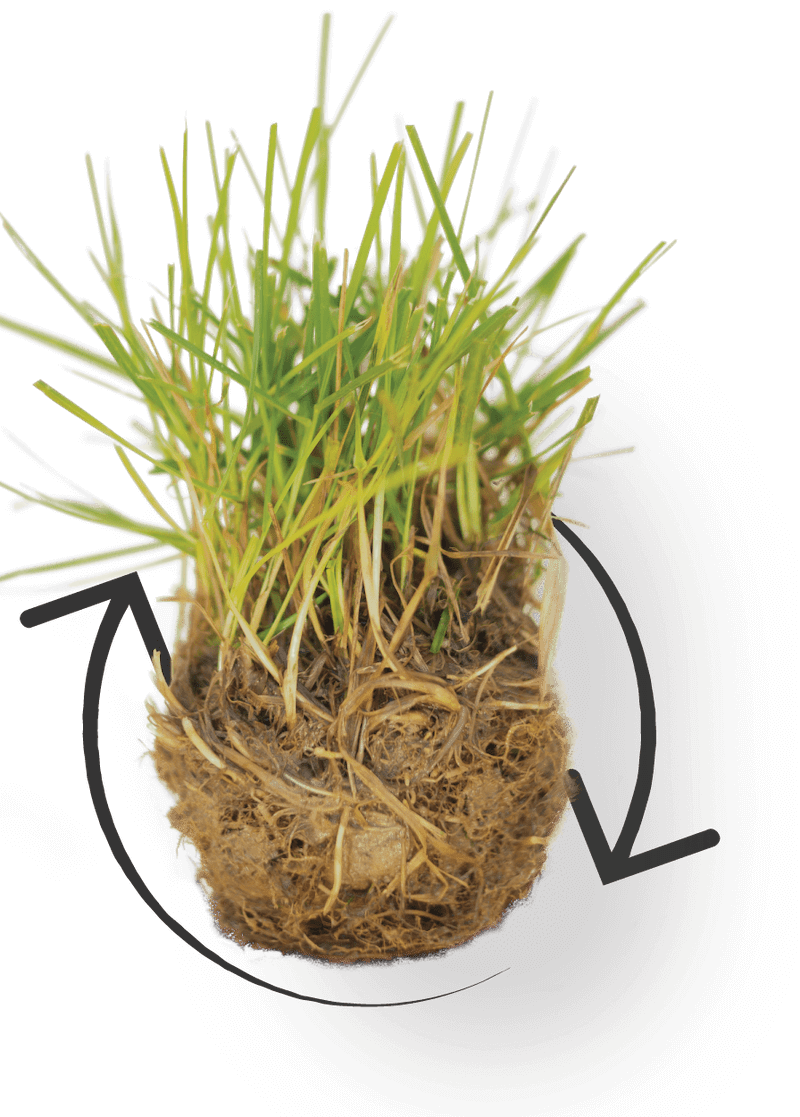 Grass with arrows pointing in a circle