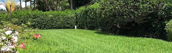 A well-groomed, freshly mowed lawn surrounded by privacy shrubs and a garden