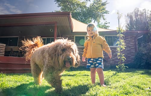 Kid and dog playing on grass