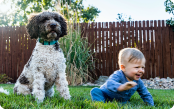 Baby and dog on lawn