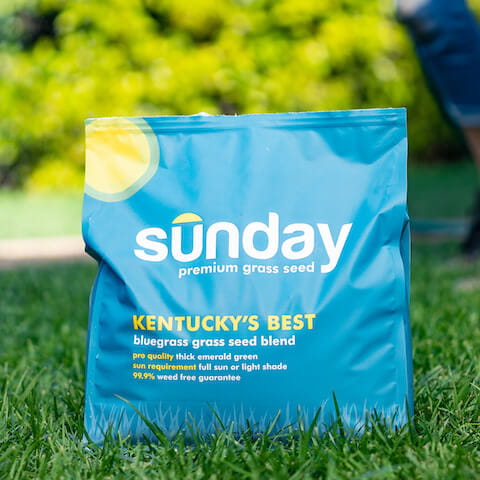 Bag of Sunday seed on green grass