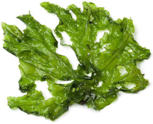 Seaweed