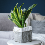 Indoor pots & plants