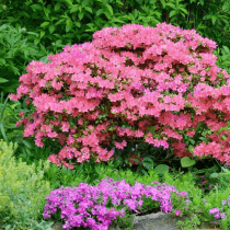 Tree & shrub