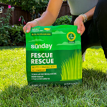 Grass seed