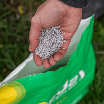 Grass seed
