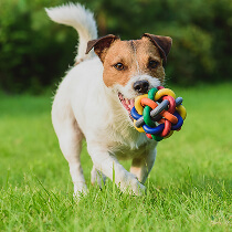 Pet products