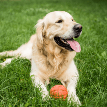 Pet products