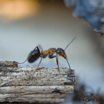 Ant bait