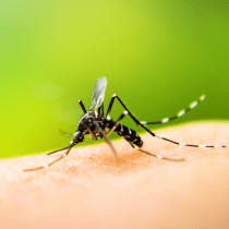 Mosquito spray
